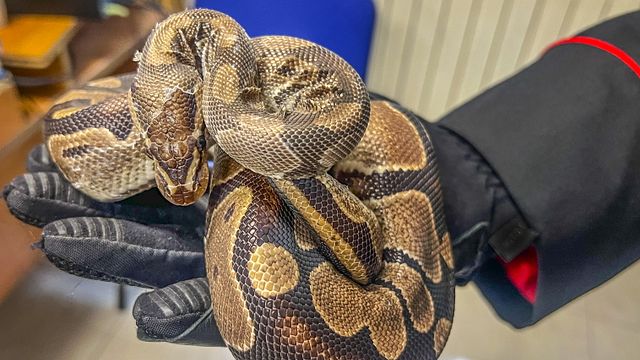 © Ansa | Il pitone reale ritrovato dai carabinieri
