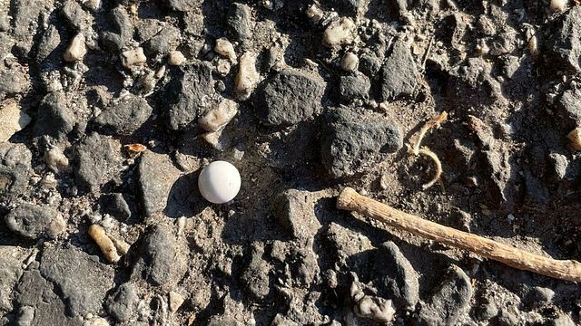 © Tgcom24 | I pallini sparati a Roma contro la coppia dell'Anpi durante le celebrazioni per il 25 aprile