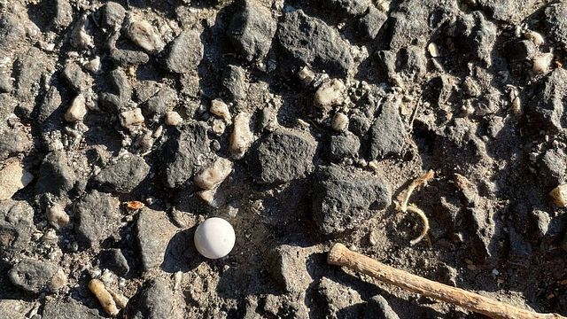 © Tgcom24 | I pallini sparati a Roma contro la coppia dell'Anpi durante le celebrazioni per il 25 aprile