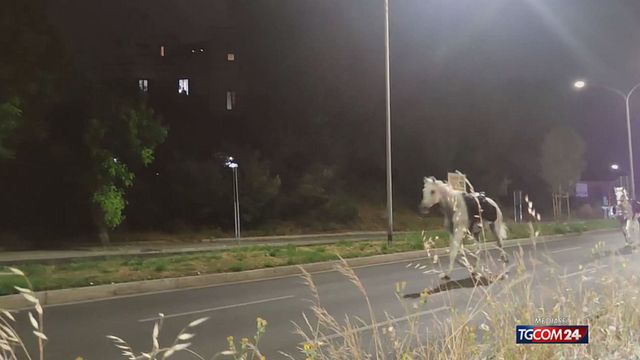 © Da video | CAVALLI per SITO SRV