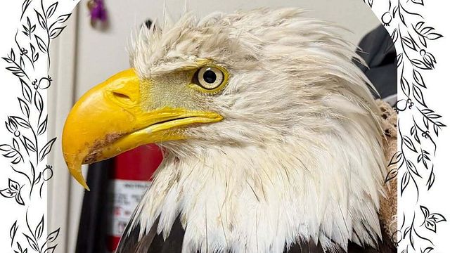 © Facebook Ojai Raptor Center