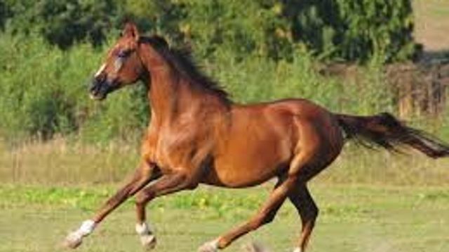 © Dal Web |  Cavallo