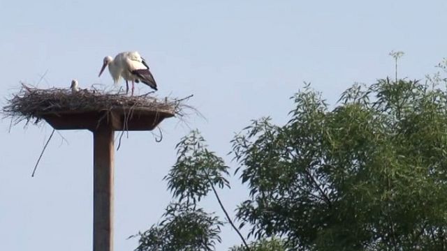 © da-video | 
   