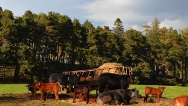 © Tgcom24 | In Scozia gli animali godono di pascoli immacolati e sempre verdi per questo la carne di angus è squisita (ph. Bergamin)