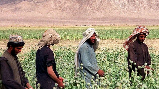 © Ansa | Contadini afghani in un campo di oppio