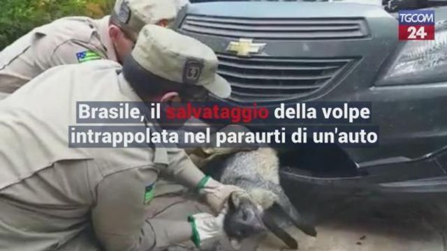 © da-video