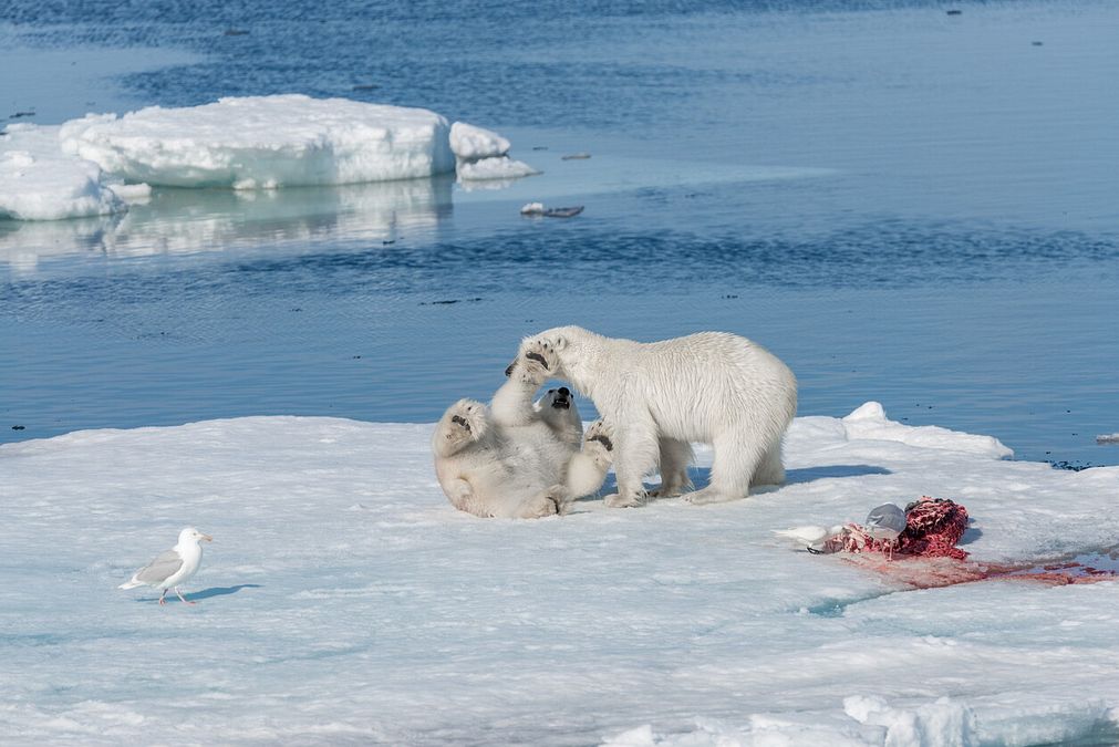 © Istockphoto  | La cittadine di Ilullissat e l'aurora boreale