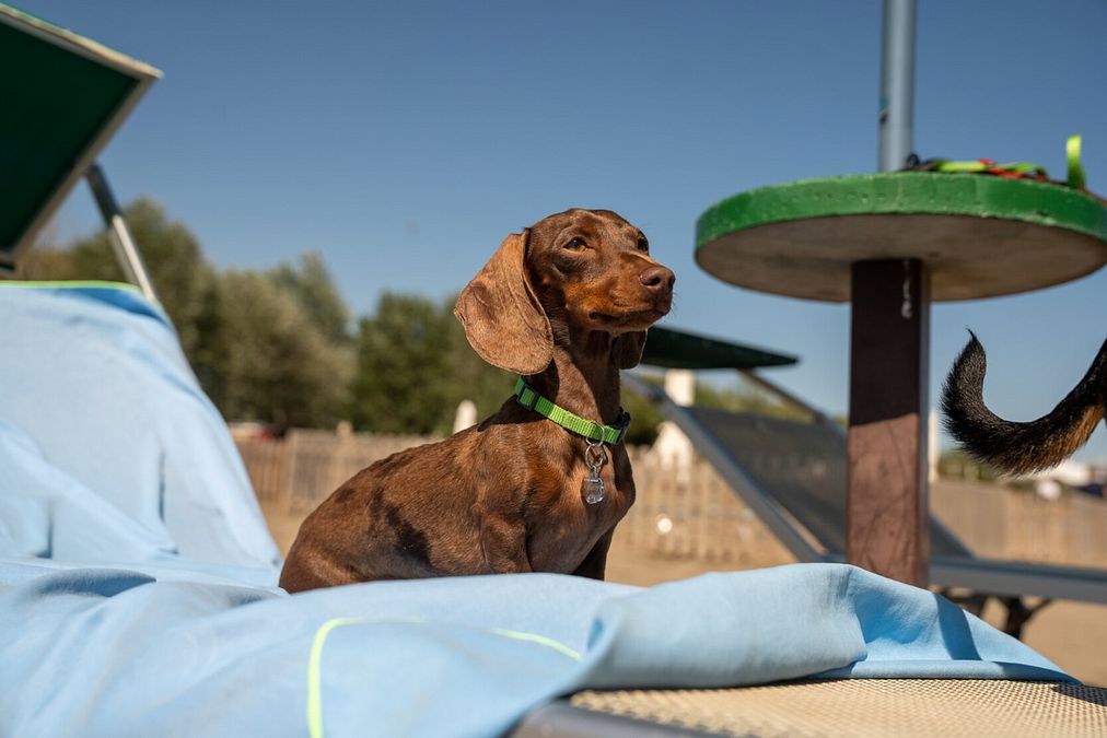 © Ente del Turismo  | Spiaggia dedicata ai cani a Grado - ph Benjamin Bilkic