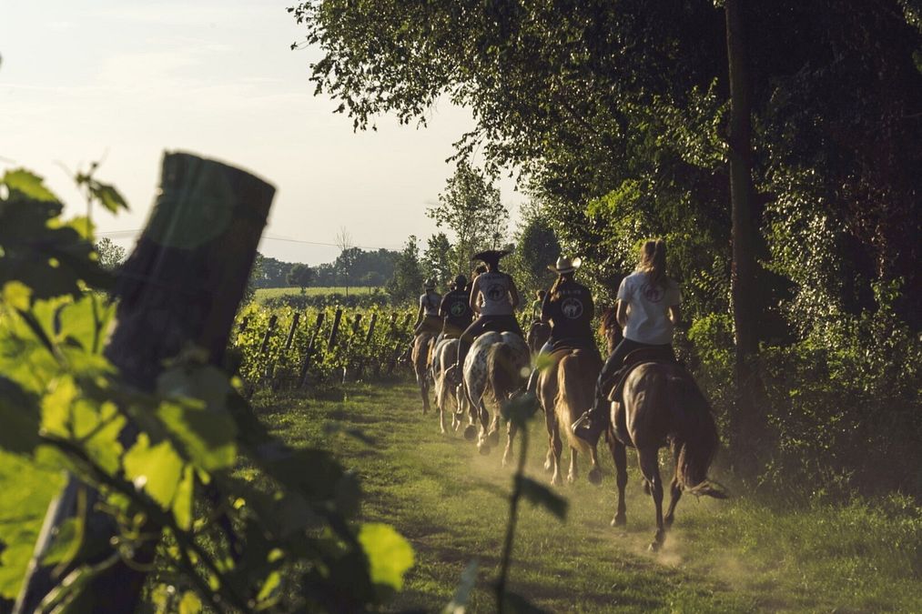 © Ente del Turismo  | Consorzio Tutela Lugana Doc