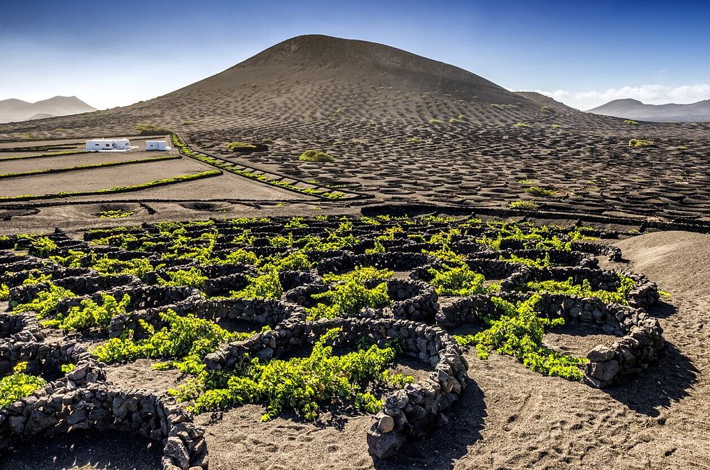 © Istockphoto  | Lhasa, Tibet: il vigneto più alto del mondo