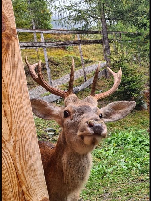 © Ecofaunistica Valmalenco 