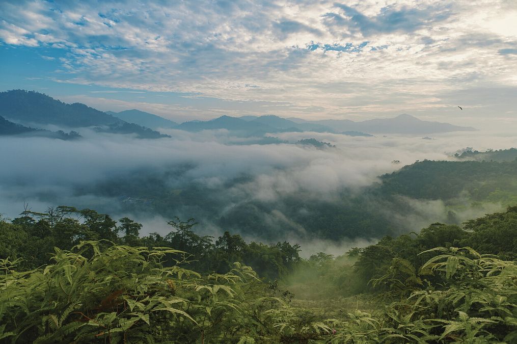 © Istockphoto  | La giungla malese, in cui si svolgono molte avventure di Sandokan. Salgari la descrisse con precisione, pur non avendo mai viaggiato.