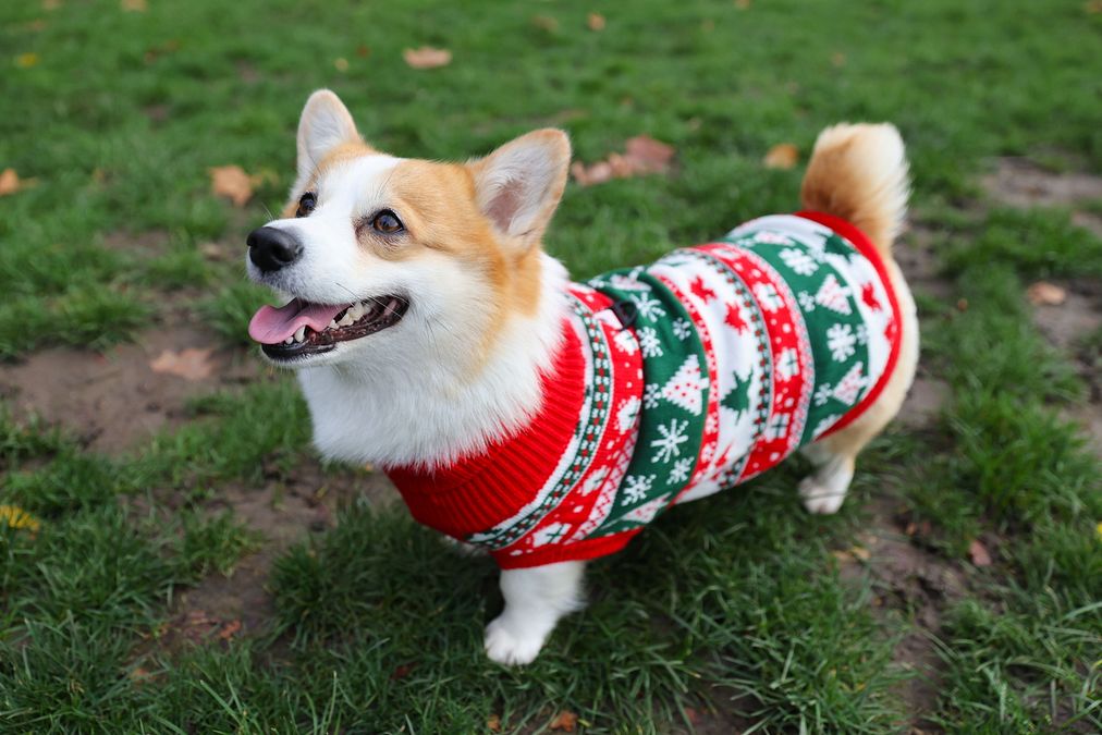 © IPA  | A Londra, davanti a Buckingham Palace, la Christmas Jumper Corgi Parade