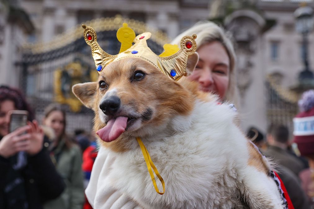 © IPA  | A Londra, davanti a Buckingham Palace, la Christmas Jumper Corgi Parade