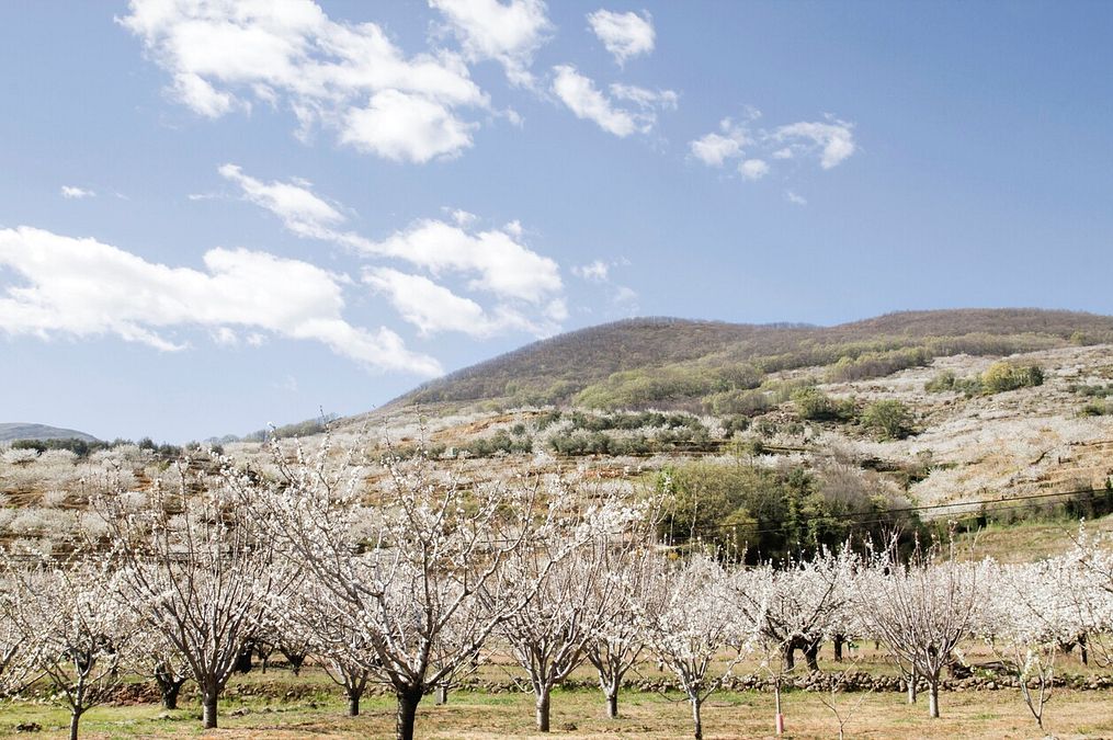 © Istockphoto  | La fioritura dei ciliegi in Valle del Jerte, Estremadura