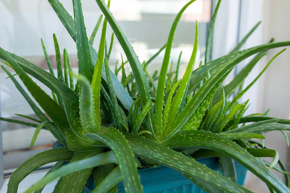 © Istockphoto  | La pianta di aloe vera cresce nei climi caldi e aridi: da noi deve essere tenuta al riparo nei mesi più freddi.