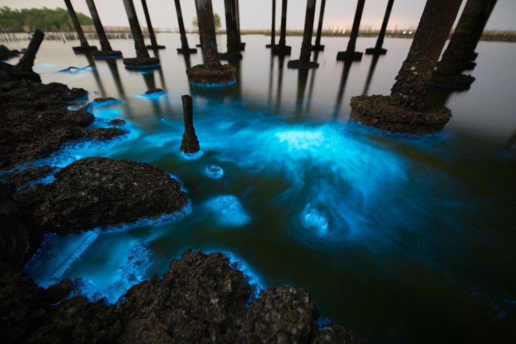 © Istockphoto  | Mosquito Bay, Porto Rico