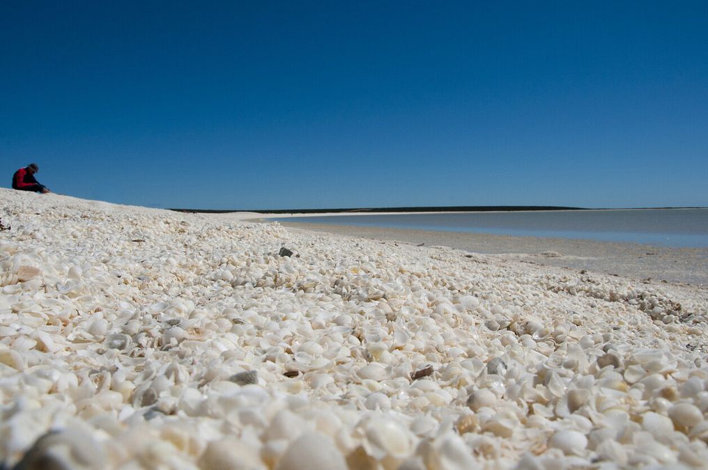 © Istockphoto  |  Shell Beach, Shark Bay, Australia 