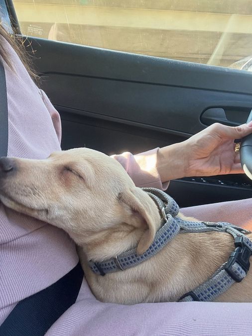 © Instagram  | Giulietta, la nuova cagnolina di Silvia Provvedi