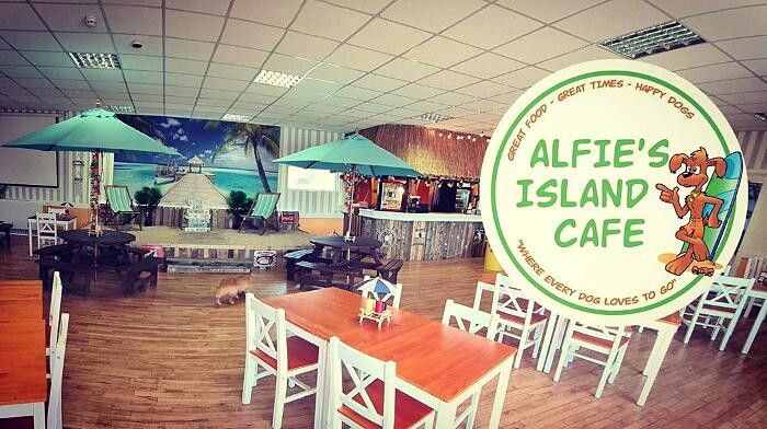 ©  FOTO©Ferrari Press/IBERPRESS News  |  Alfie's Island cafè, un bar dove incontrare e adottare 
