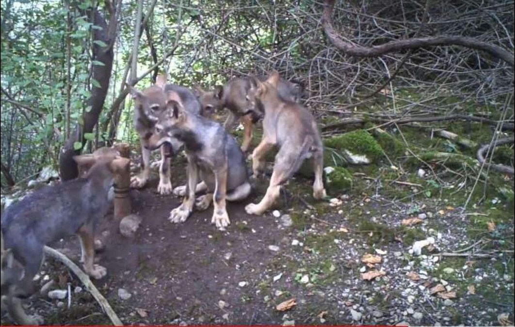 © da-video 