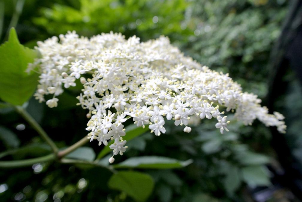 © istockphoto  | Oroscopo: a ogni segno il suo fiore