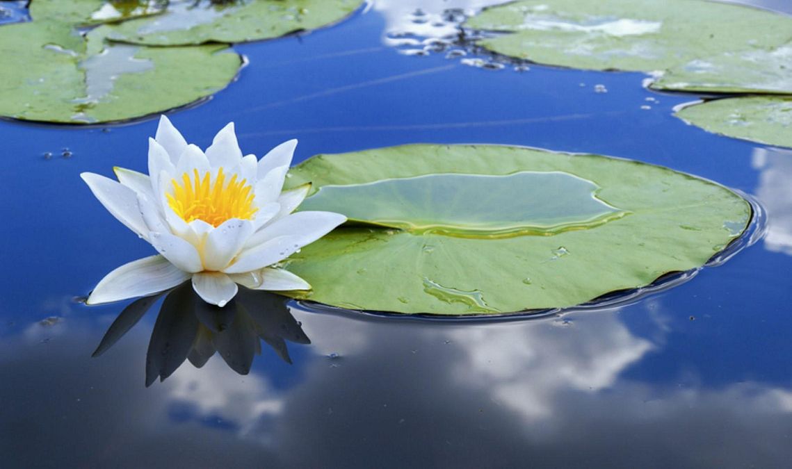 © istockphoto  | Oroscopo: a ogni segno il suo fiore