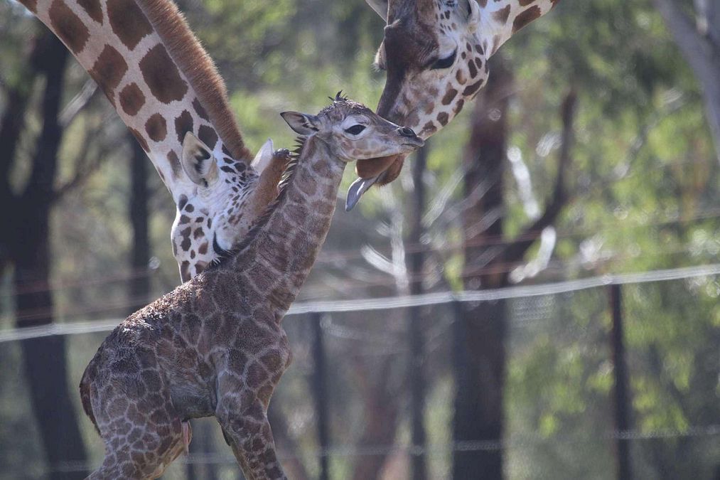 © iberpress  | FOTO©Taronga Zoo/IBERPRESS