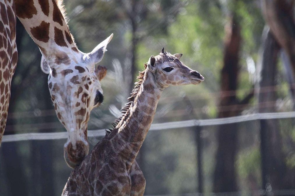 © iberpress  | FOTO©Taronga Zoo/IBERPRESS