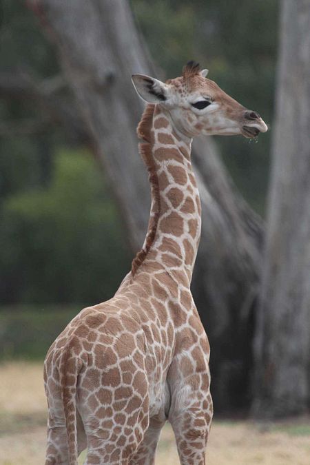 © iberpress  | FOTO©Taronga Zoo/IBERPRESS