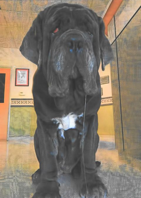 © web  | Martha, il cane più brutto del mondo del 2017