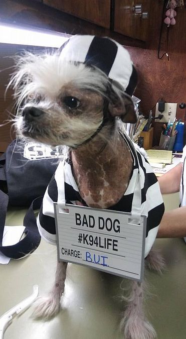© web  | Martha, il cane più brutto del mondo del 2017