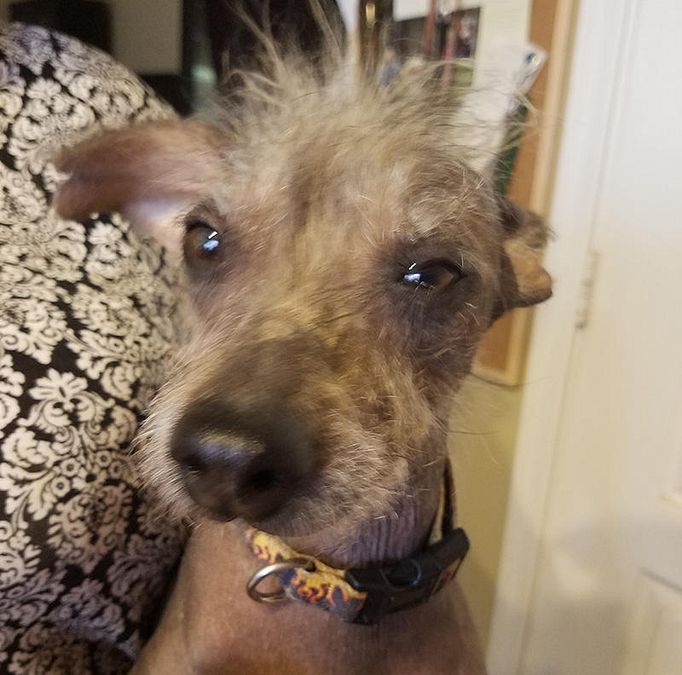 © web  | Martha, il cane più brutto del mondo del 2017