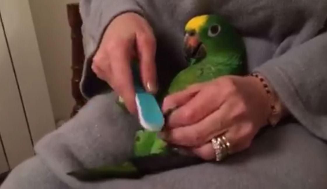 © da-video 