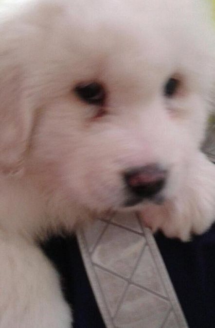 © croce-rossa-italiana 