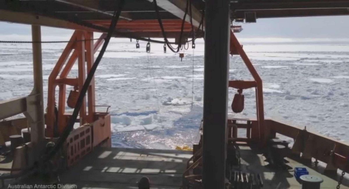 © sito-ufficiale  | Credit: Esmee van Wijk (CSIRO e ACE CRC)