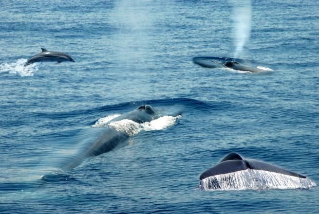 © dal-web  | 
      Sri Lanka: pesca all'amo in riva all'Oceano
   
