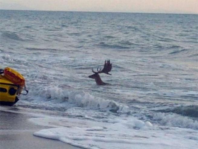 © ansa  | Il daino salvato da alcuni bagnanti a Marina di Castagneto (Livorno)