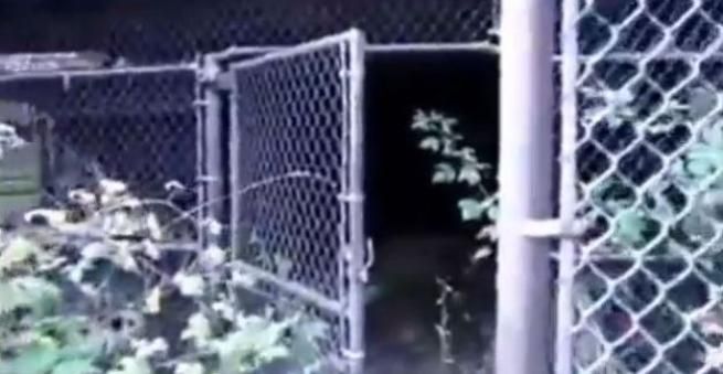© da-video 