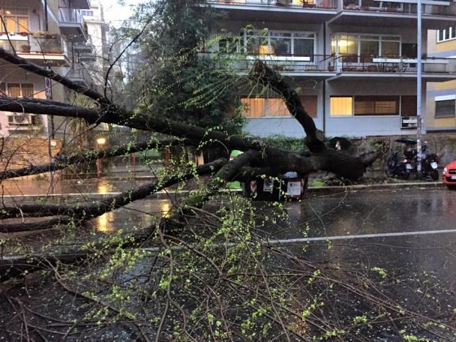 © facebook  | Su Facebook le foto dell'albero caduto nel rione Trastevere, a Roma 