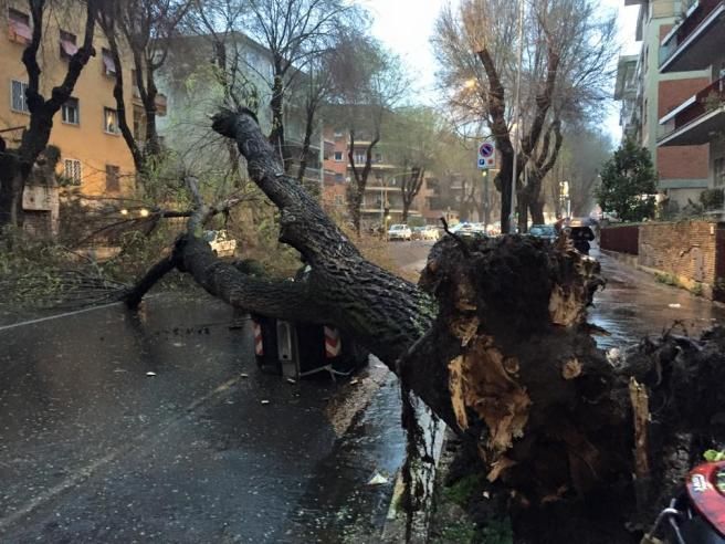 © facebook  | Su Facebook le foto dell'albero caduto nel rione Trastevere, a Roma 