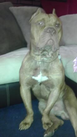 © facebook  | Il cande di Julie Custer che ha sbranato Klonda Richey 