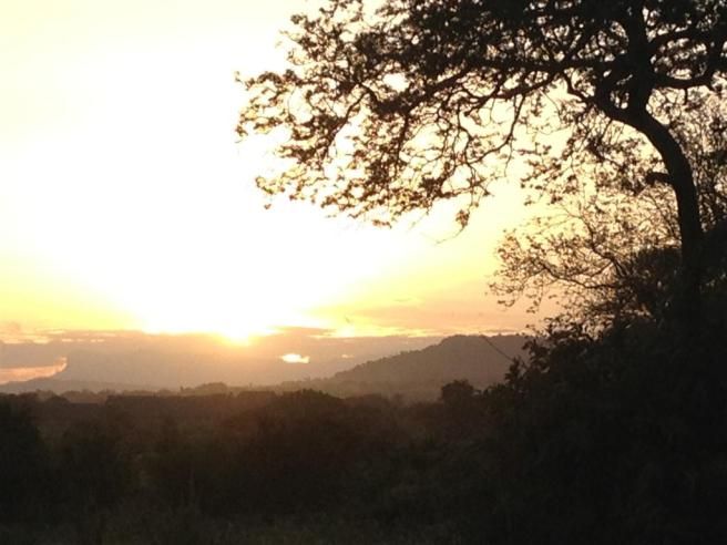 © tgcom24  | Tramonto sulla savana. 