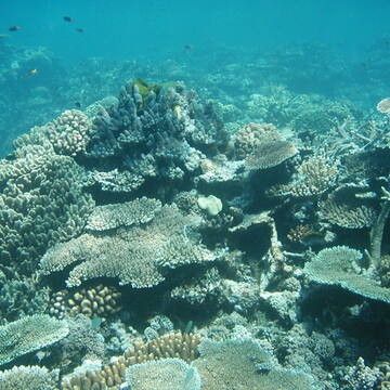 © Unesco  | La grande barriera corallina d'Australia con i suoi 2300 Km è la più estesa sulla terra e ospita più di 1500 specie di pesci diverse