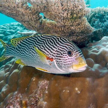© Unesco  | La grande barriera corallina d'Australia con i suoi 2300 Km è la più estesa sulla terra e ospita più di 1500 specie di pesci diverse