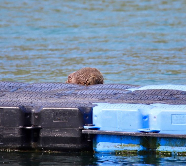 © Facebook Seal Rescue Ireland 