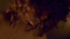 © Da video 
