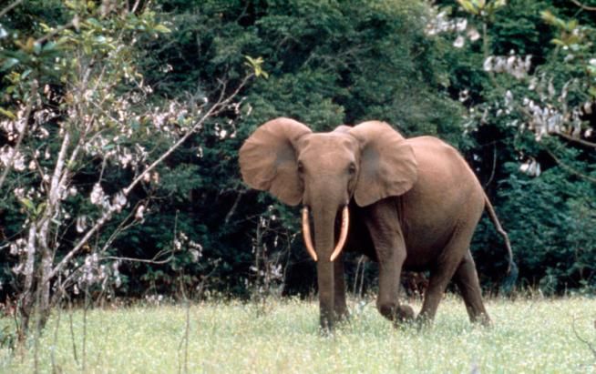 © Wwf 