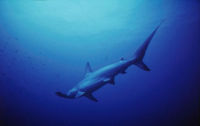 © Wwf 
