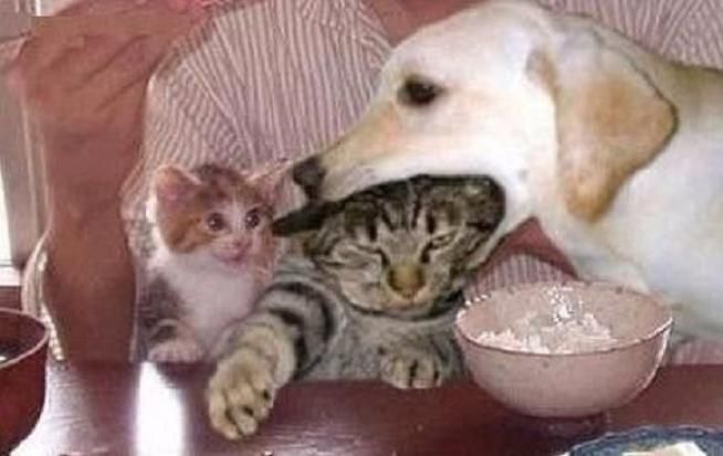 © Web 